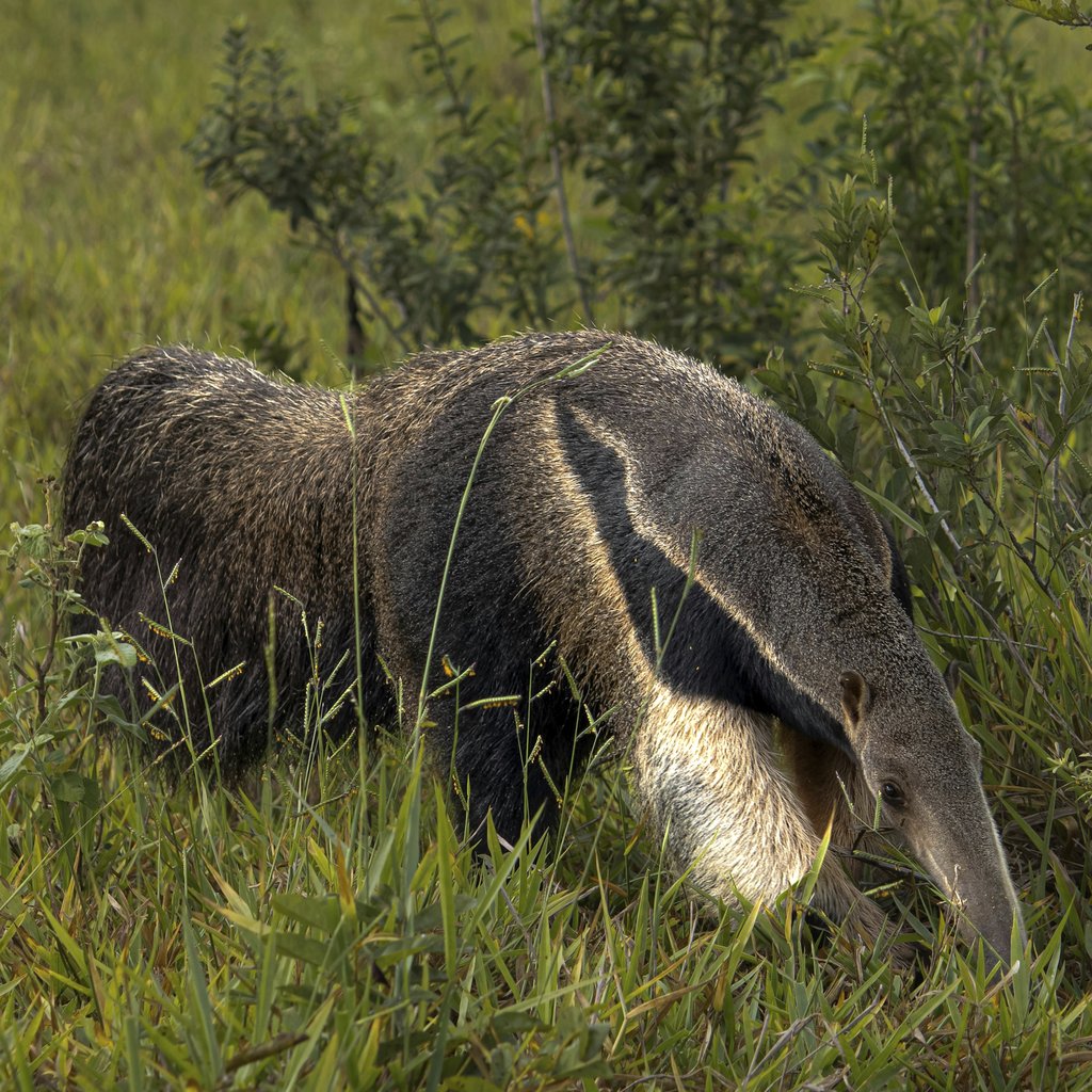Fernando Maidana - A giant anteater (Myrmecophaga tridactyla) walking through the lush grasslands of Bonito, Brazil, in summer.