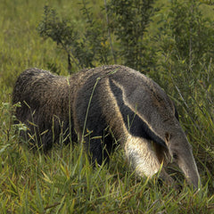 Fernando Maidana - A giant anteater (Myrmecophaga tridactyla) walking through the lush grasslands of Bonito, Brazil, in summer.
