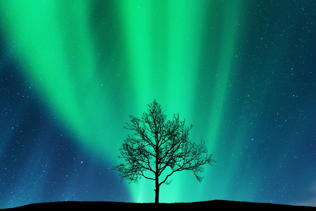Stock Photos - Aurora borealis and silhouette of the tree on the hill. Aurora. Northern lights. Sky with stars and green polar lights. Night landscape with bright aurora, tree, starry sky. Space background. Concept