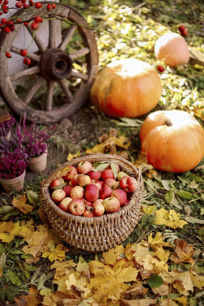 Valeria Boltneva - Explore a vibrant autumn scene featuring apples, pumpkins, and rustic decor.