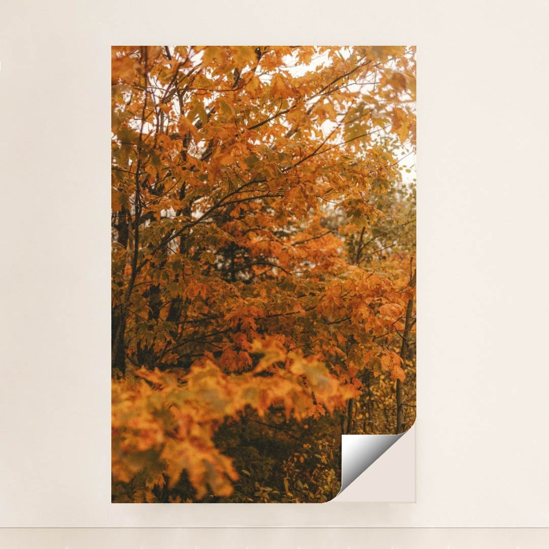 6339 - Product Image