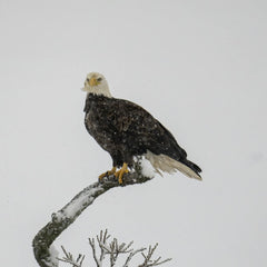 Tom Fisk - A majestic bald eagle perches on a snow-covered branch during winter in Minnesota.