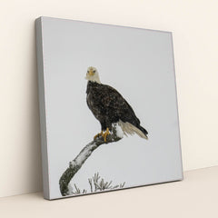 7090330664995 - Product Image