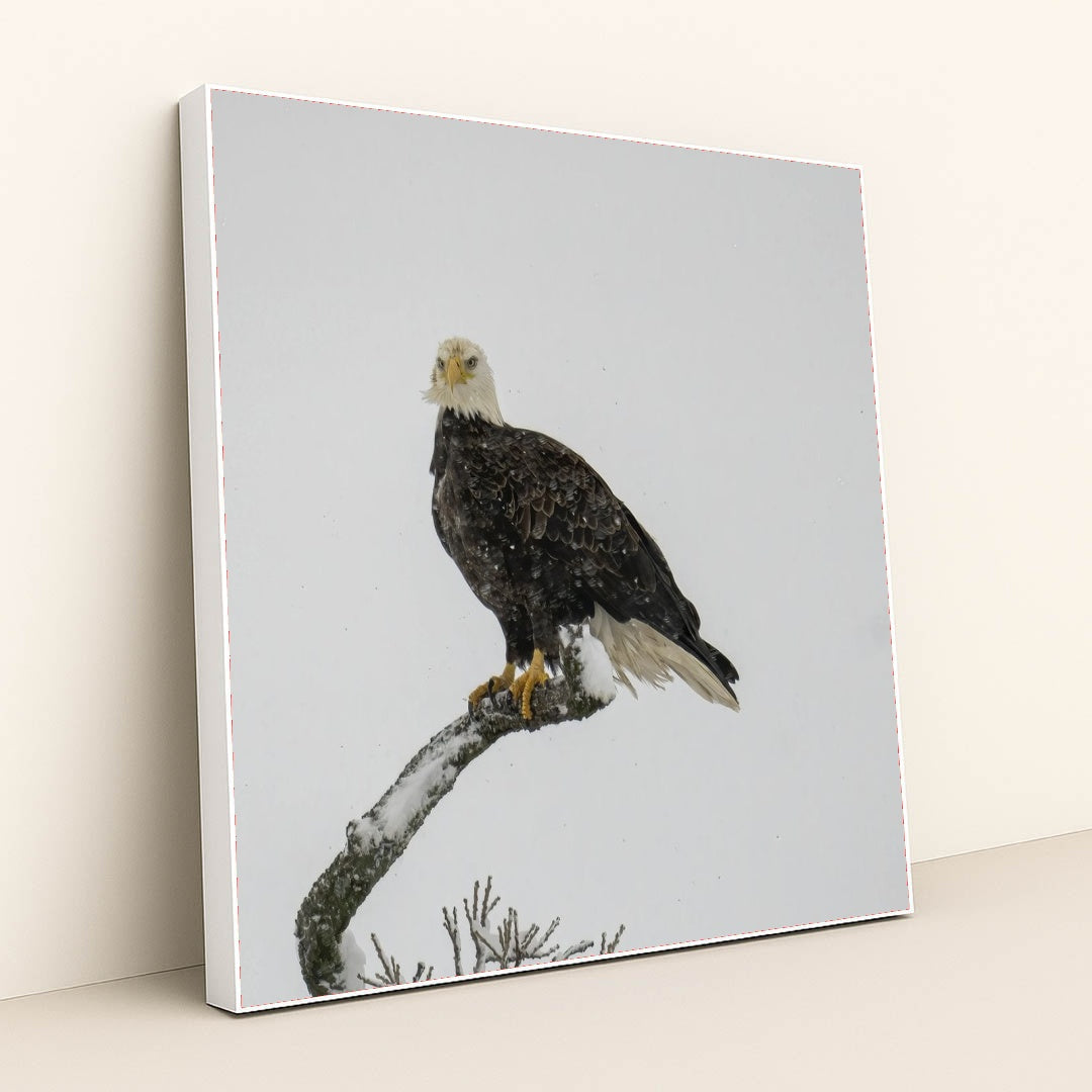 7090330664995 - Product Image