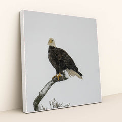 7090330664995 - Product Image