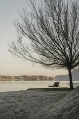 Unknown - Tranquil Lakeside Scene With Bare Tree