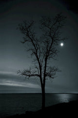David Kanigan - Silhouette of a tall tree by the sea, illuminated by the moonlight under a clear night sky.