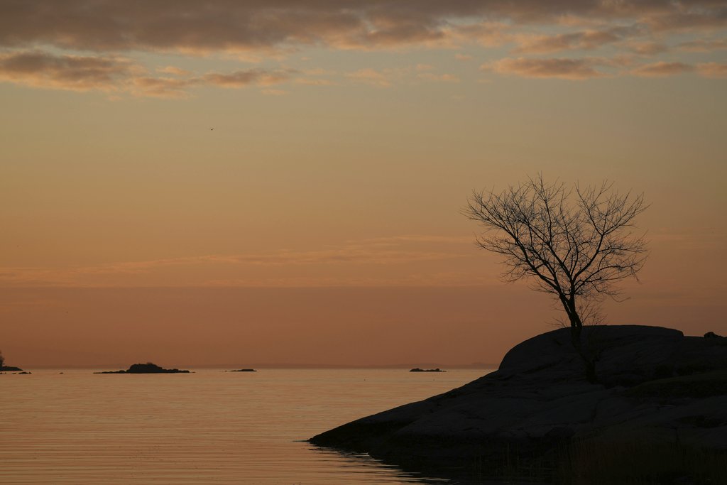 David Kanigan - Tranquil sunrise at Cove Island Park in Stamford capturing silhouette of tree against the morning sky.
