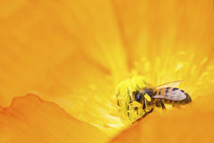 Kat Smith - A detailed macro shot of a bee pollinating a bright orange flower, showcasing nature's beauty.