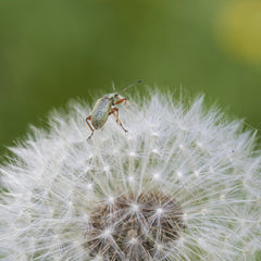 Stéphane Tendon - Macro image capturing an insect perched on a dandelion seed head, set against a lush green background.