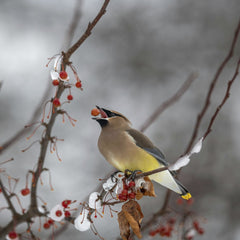Skyler Ewing - A cedar waxwing bird eating berries on a snow-covered branch in winter.