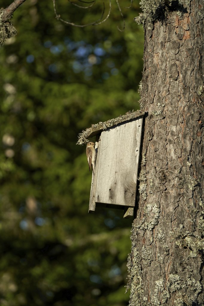 Barnabas Davoti - A pied flycatcher perches at its nest box on a forest tree during springtime.