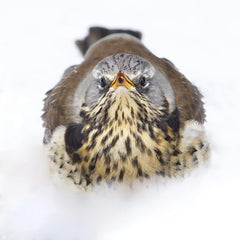 Odd Rune Falch - A close-up of a fieldfare sitting on snow highlights its vibrant plumage.