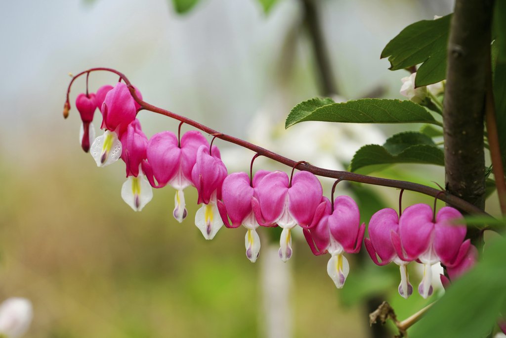 Unknown - Close-up of blooming pink bleeding heart flowers showcasing their distinct shape and vibrant color.