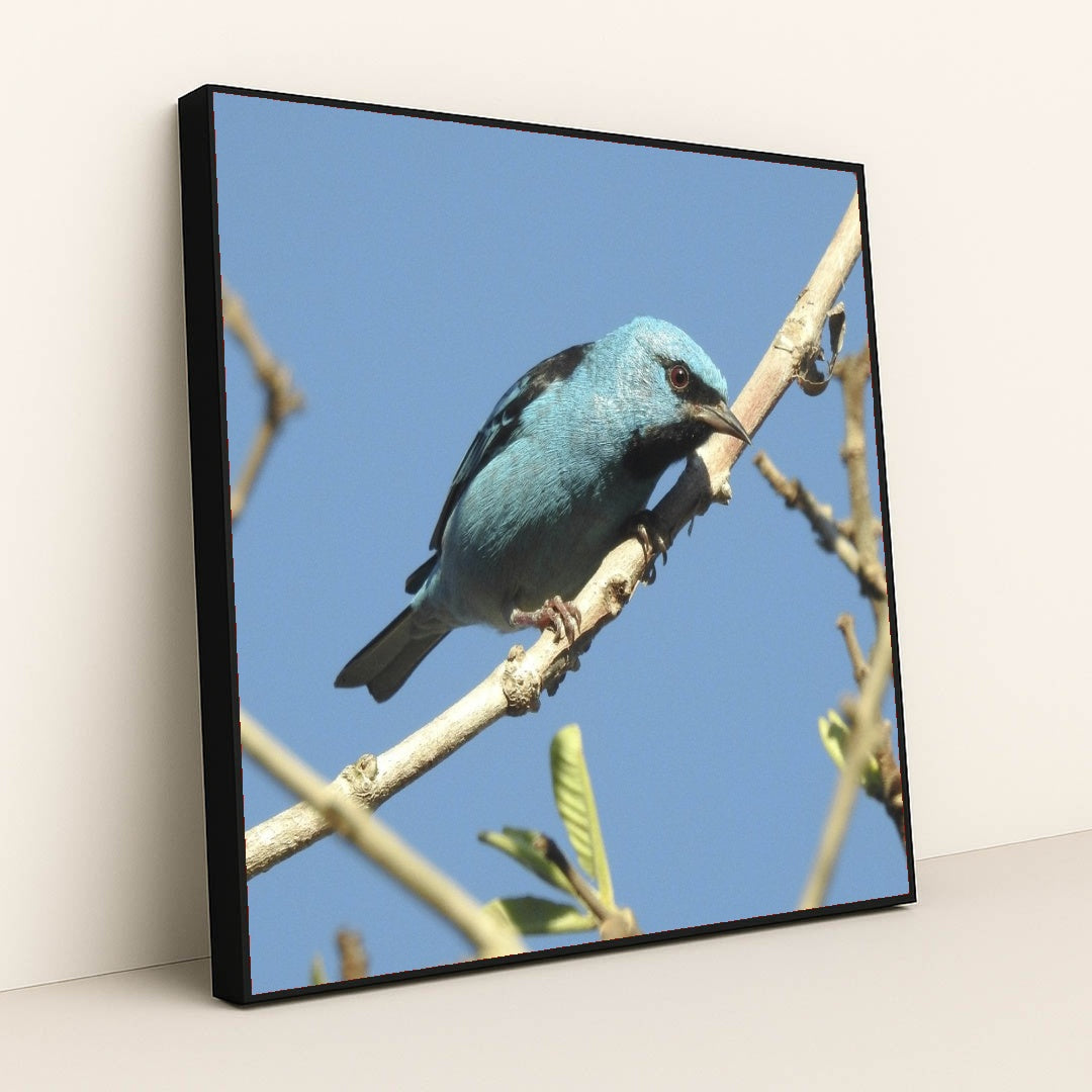 7090334236707 - Product Image