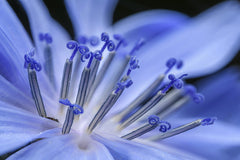 Petr Ganaj - Macro shot of a vibrant blue flower highlighting its delicate stamens and swirling stigma.