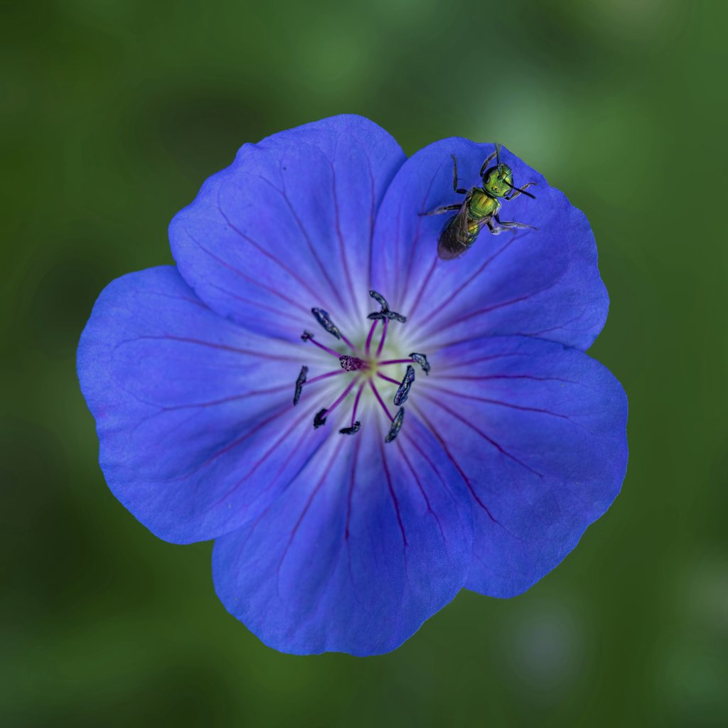 Skyler Ewing - Macro shot capturing a bee on a vibrant blue geranium, highlighting detailed petals and natural beauty.