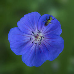 Skyler Ewing - Macro shot capturing a bee on a vibrant blue geranium, highlighting detailed petals and natural beauty.