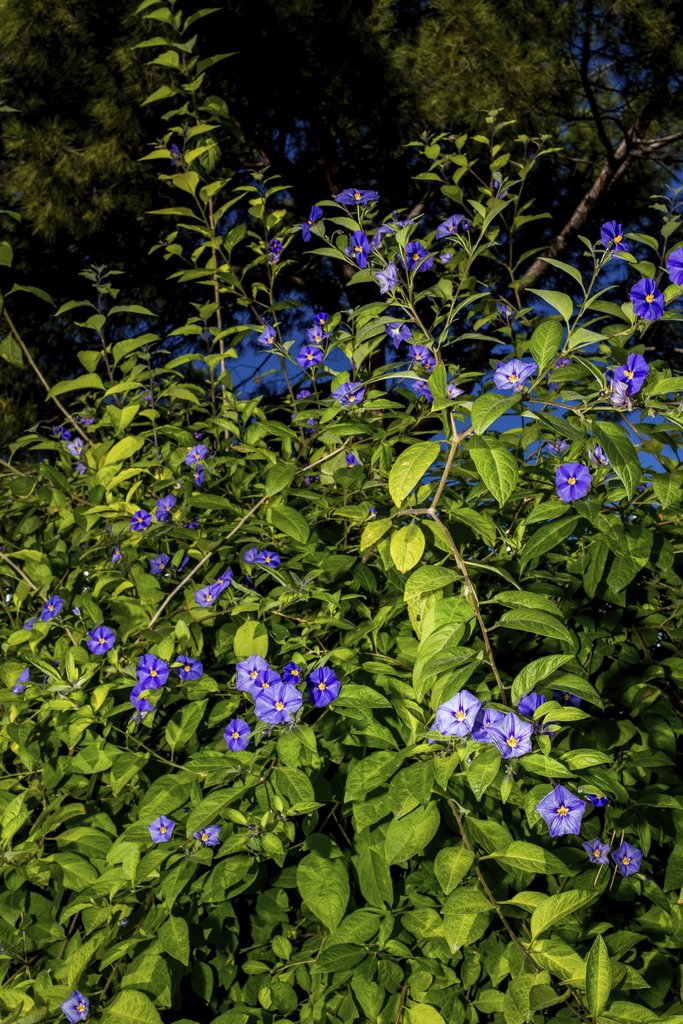 Victor Moragriega - Beautiful green bush with vibrant purple flowers in a natural outdoor setting.