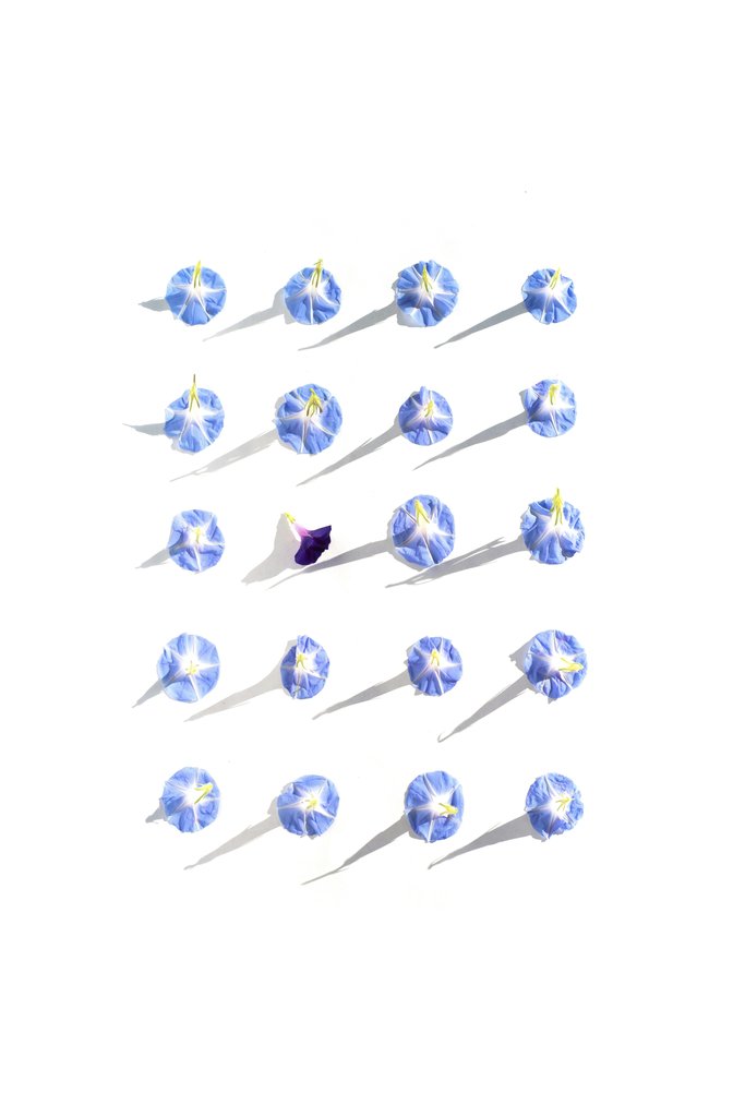 Evie Shaffer - Top view of blue flowers on white background creating a striking shadow pattern.