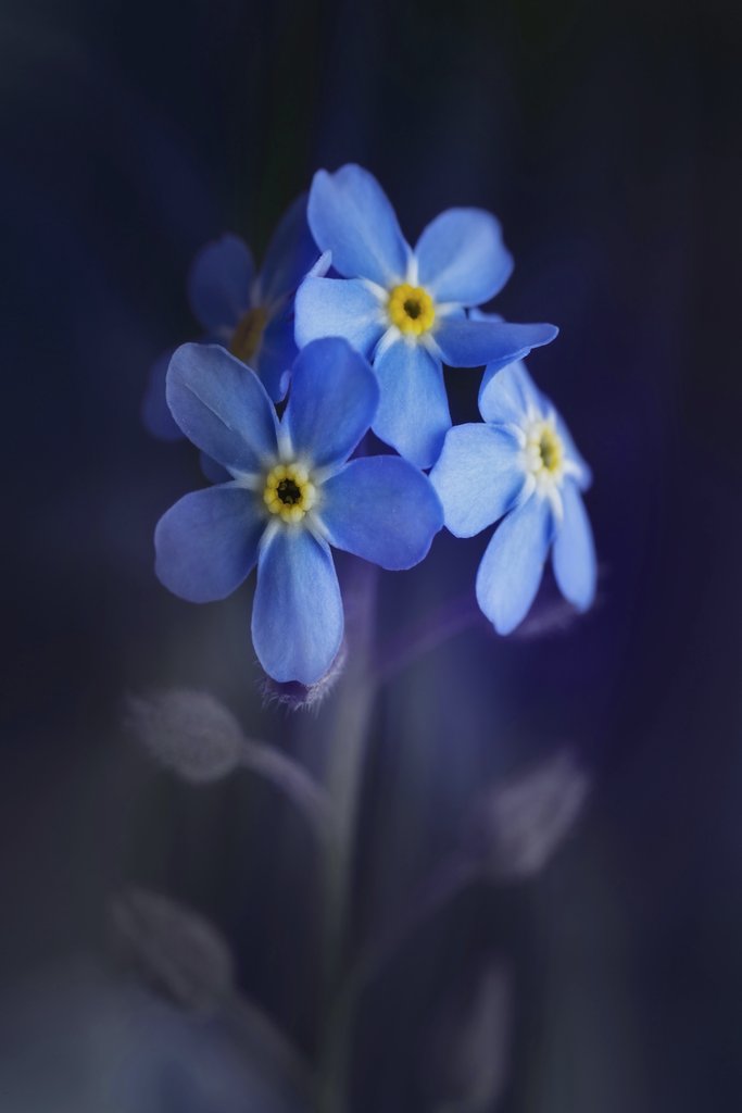 Skyler Ewing - Close-up of vibrant blue alpine forget-me-nots with a soft, blurred background.