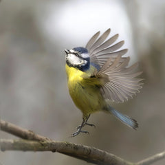 Mark A Jenkins - A vivid blue tit in action, showcasing its colorful plumage while balancing on a branch.