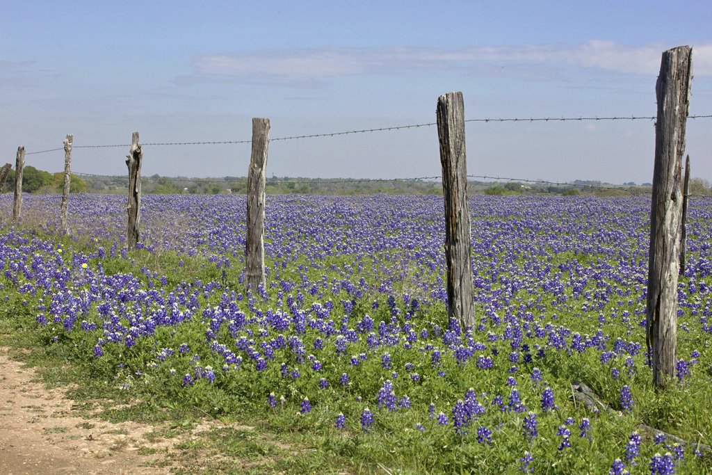 Janice Carriger - Expansive field of blooming bluebonnets against a rustic fence in rural Texas.