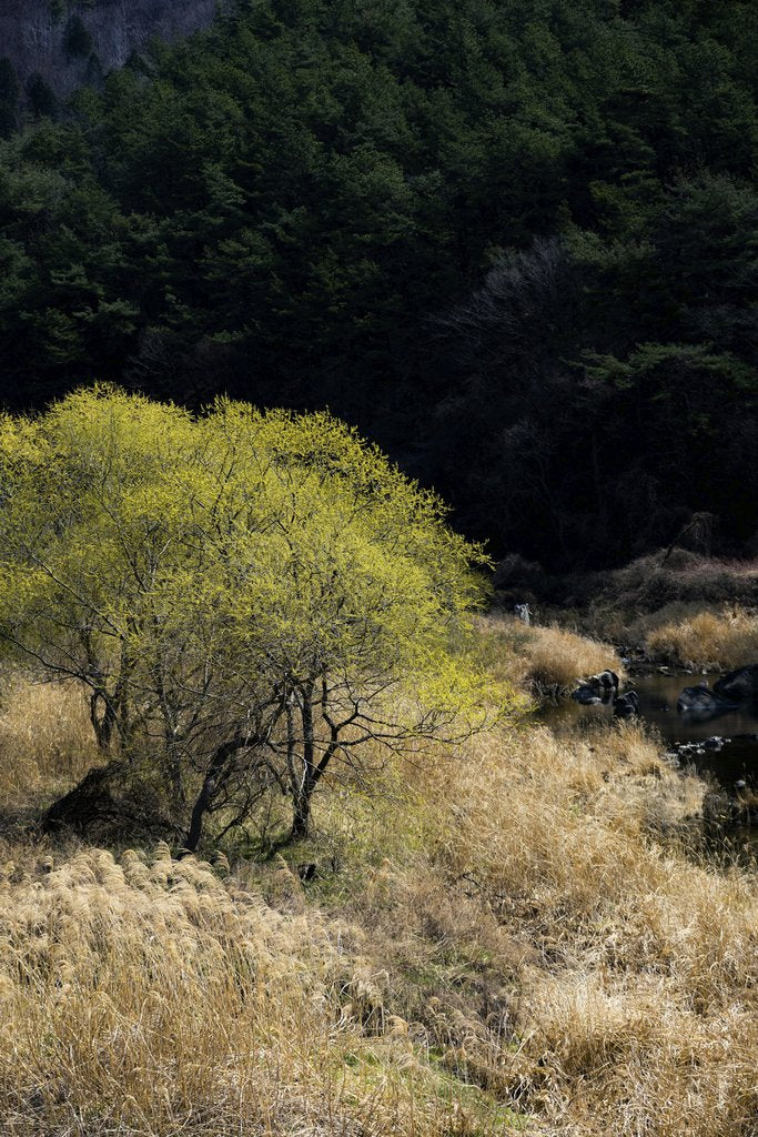 Nui MALAMA - Tranquil spring scene featuring a lush tree in a meadow by a forest creek.