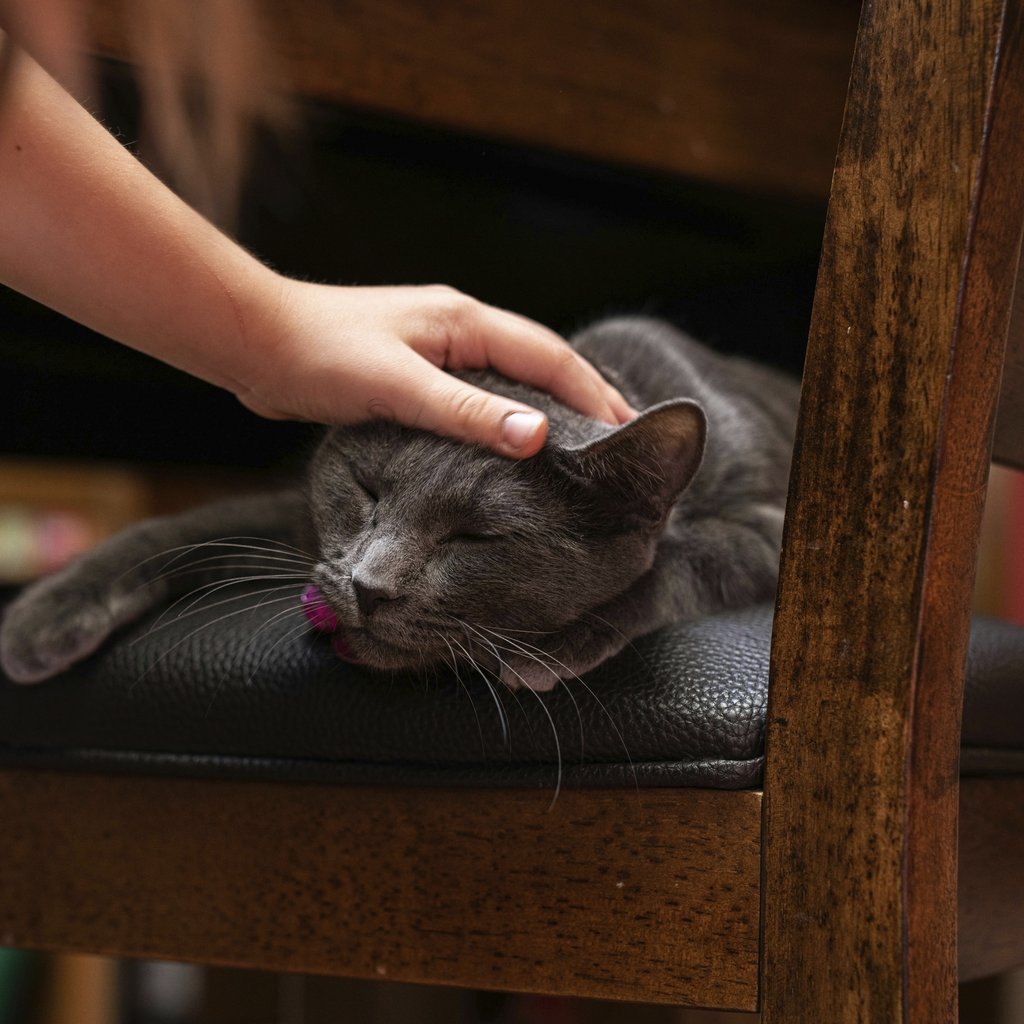 LeeAnna Chronister - A cozy moment with a gray cat sleeping on a chair while being gently petted.