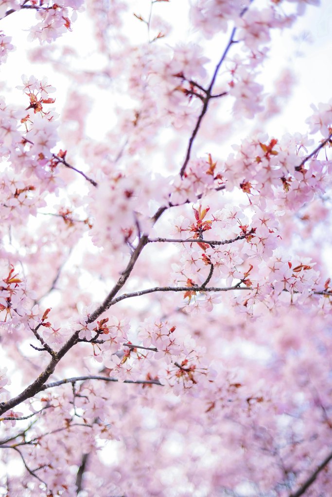 Valeria Boltneva - Pink cherry blossoms in full bloom during spring, displaying vibrant floral beauty.