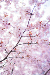 Valeria Boltneva - Pink cherry blossoms in full bloom during spring, displaying vibrant floral beauty.