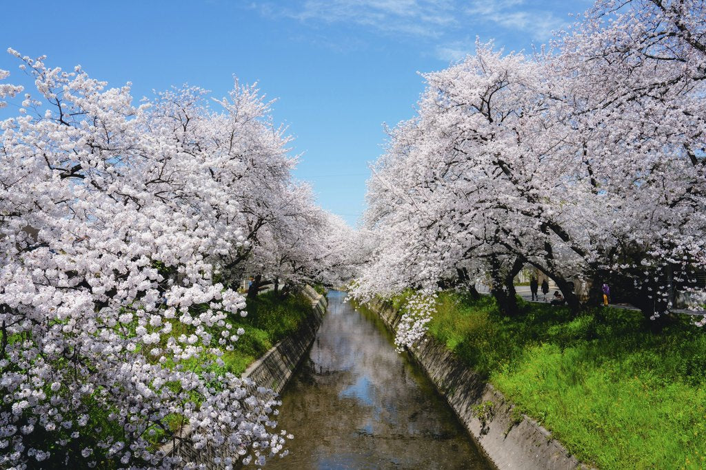 Dũng Eric - Cherry blossoms in full bloom lining a stream under a clear blue sky.