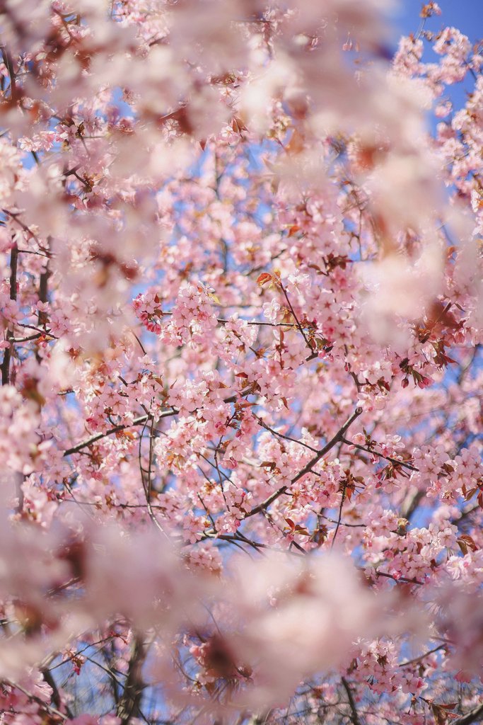 Valeria Boltneva - Close-up of pink cherry blossoms with a blue sky backdrop, capturing the essence of spring.
