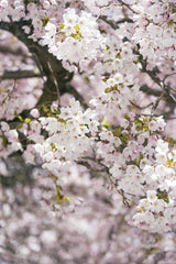Ekam Juneja - Close-up of cherry blossoms highlighting their delicate white and pink petals, symbolizing spring renewal.