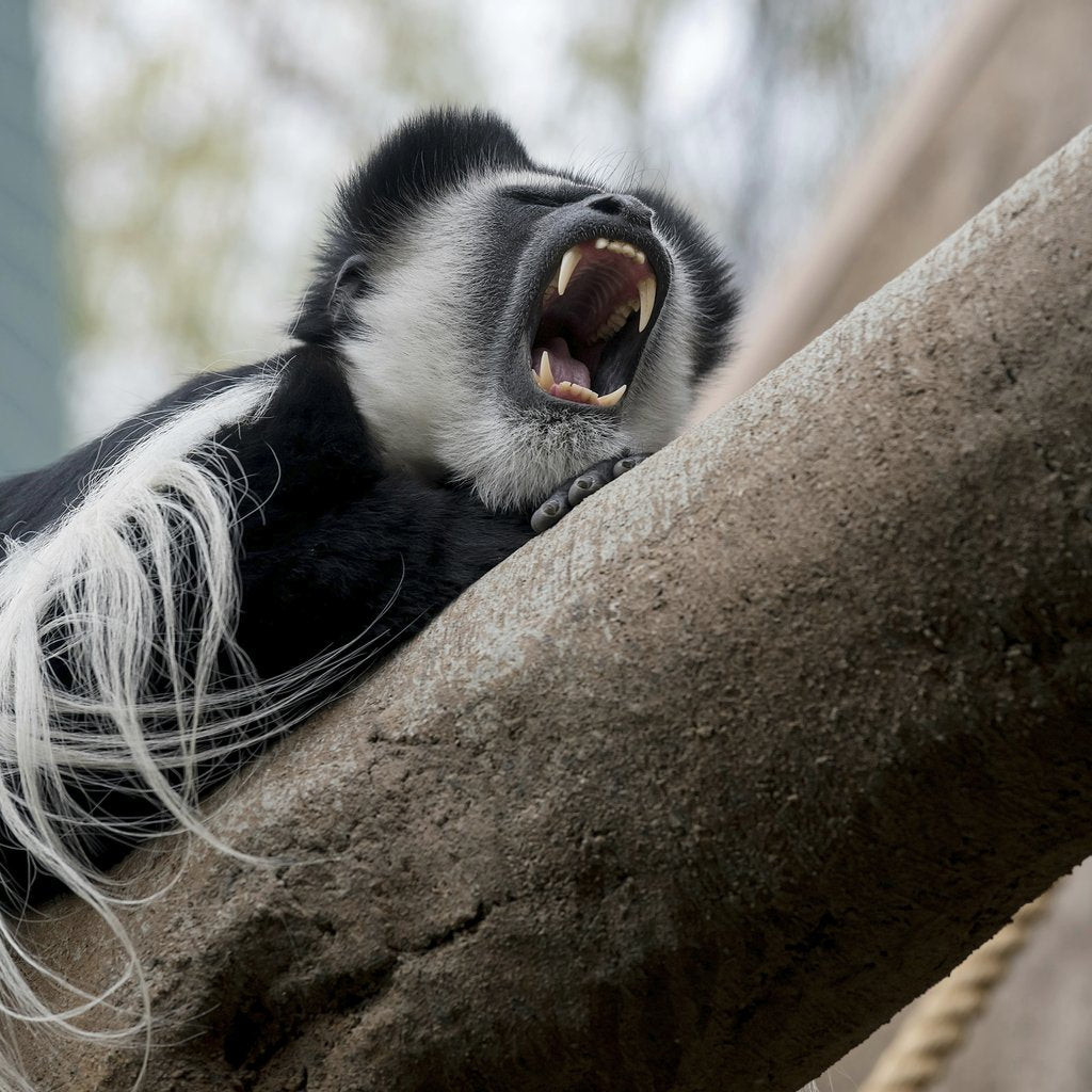 Mike Kit - A yawning colobus monkey lies atop a tree branch, showcasing its teeth and natural habitat.