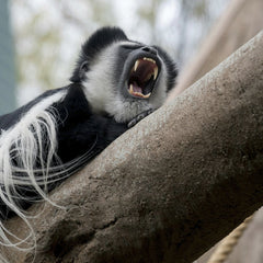 Mike Kit - A yawning colobus monkey lies atop a tree branch, showcasing its teeth and natural habitat.
