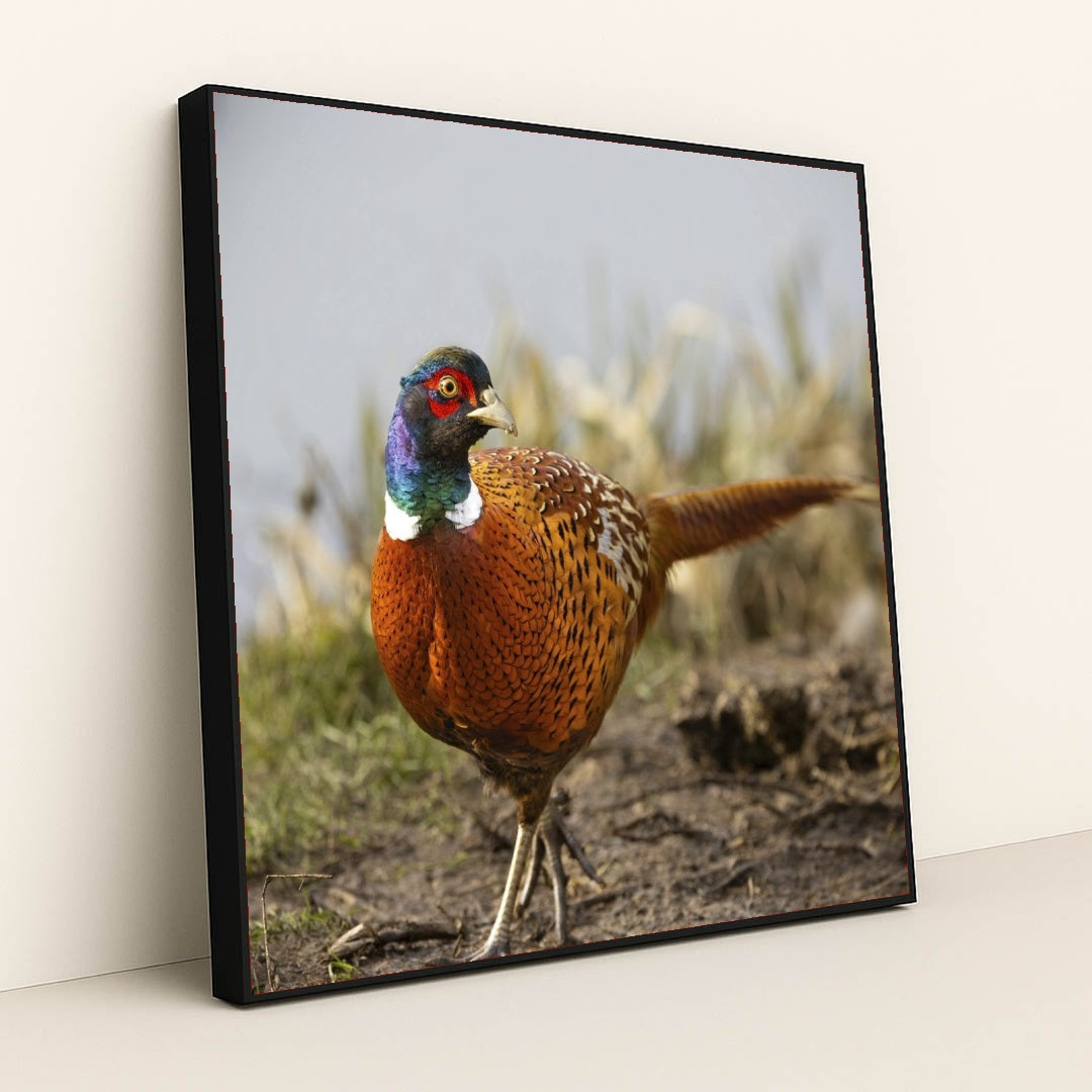 7090328862755 - Product Image