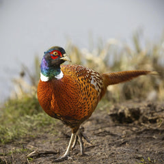 Mark A Jenkins - A colorful ring-necked pheasant showcasing vibrant plumage in an outdoor setting.