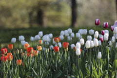 Paul Bai - Vibrant tulip garden with red, white, and pink blooms in full spring bloom.