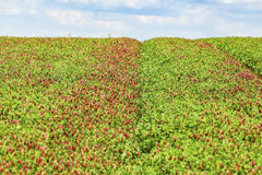 Petr Ganaj - Lush and colorful clover field blossoming under a bright summer sky, showcasing natural beauty.