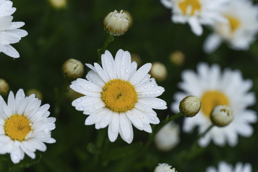 Mian Rizwan - Vibrant daisy flowers with dew in a summer garden, perfect nature closeup.