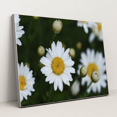 7090297765923 - Product Image