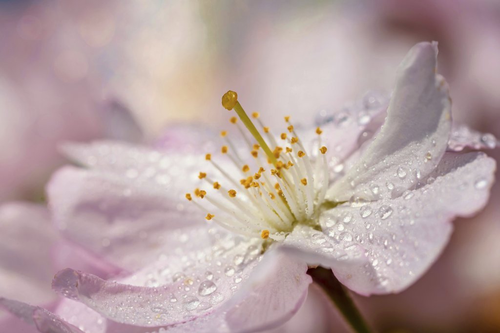 Susanne Jutzeler, suju-foto - Delicate pink cherry blossom with raindrops captured close-up, showcasing its natural beauty.