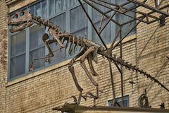 Thomas K - Metal dinosaur skeleton sculpture mounted outside industrial building. Urban art installation.
