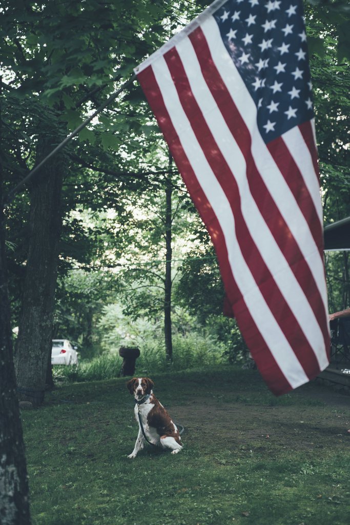 Laura Stanley - A dog sits in a park with an American flag hanging overhead, amidst lush greenery.