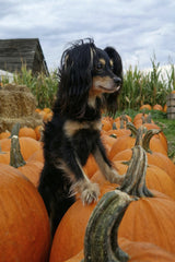 Natalie Minich - Charming black dog standing amidst a vibrant patch of pumpkins on a farm, embodying autumn vibes.