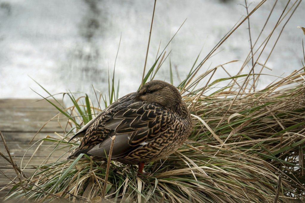 Gundula Vogel - A mallard duck relaxes on the grass by a peaceful pond, embodying calm nature.