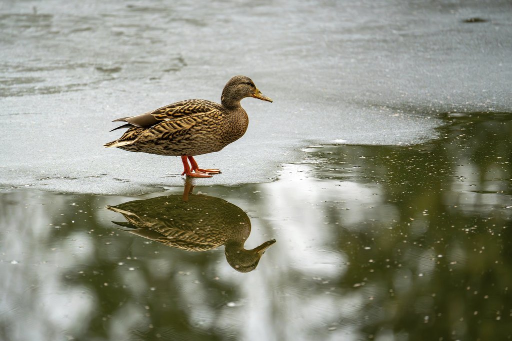 Gundula Vogel - A mallard duck stands on an icy pond, reflecting in the water during winter.