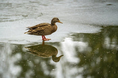 Gundula Vogel - A mallard duck stands on an icy pond, reflecting in the water during winter.