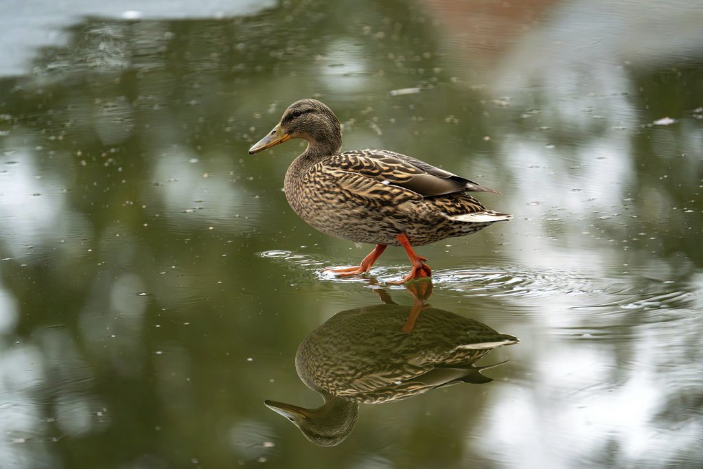 Gundula Vogel - A mallard duck walks gracefully on a still pond, creating a perfect reflection.